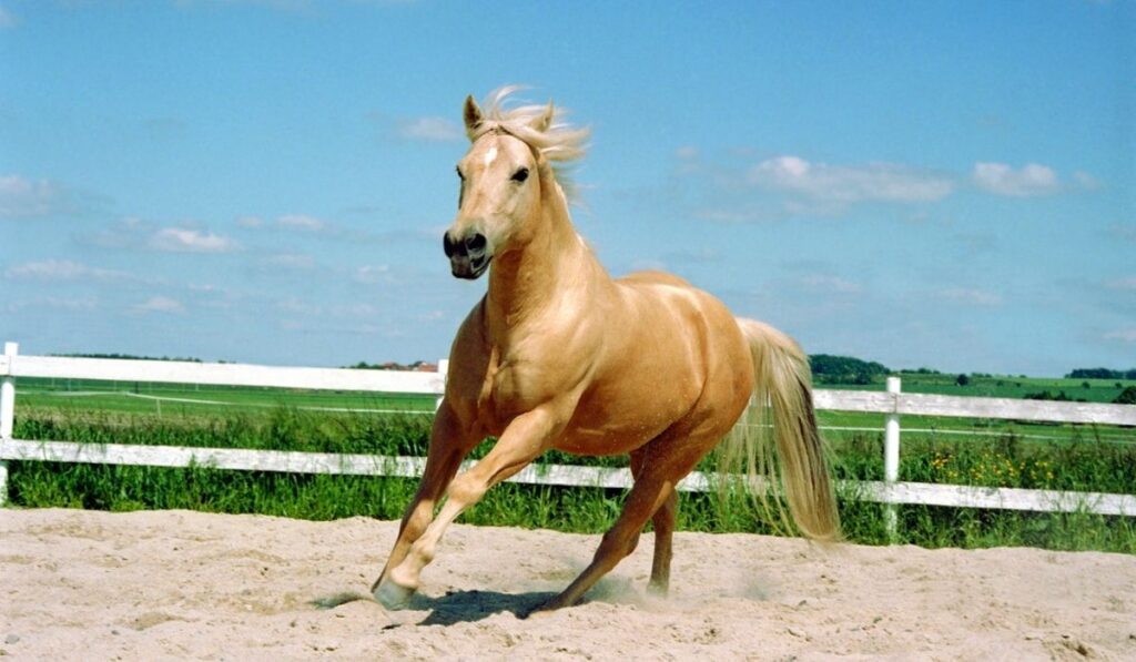 Running Quarter Horse