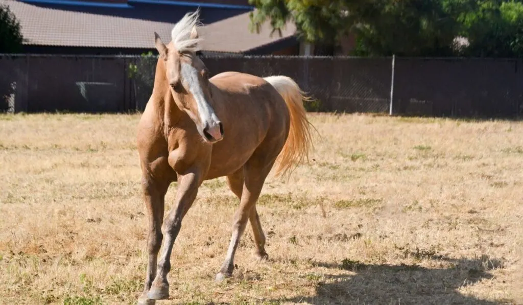 Quarter Horse