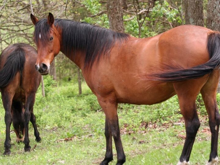 Can Horses Eat Chocolate? Helpful Horse Hints