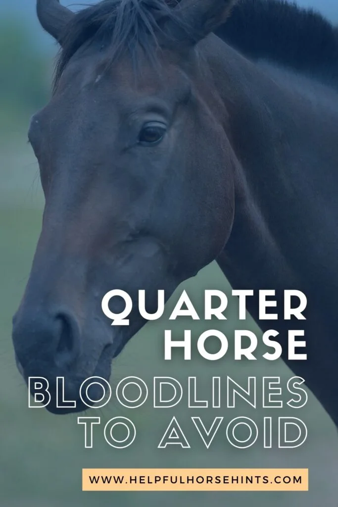 Pinterest pin - Quarter Horse Bloodlines To Avoid