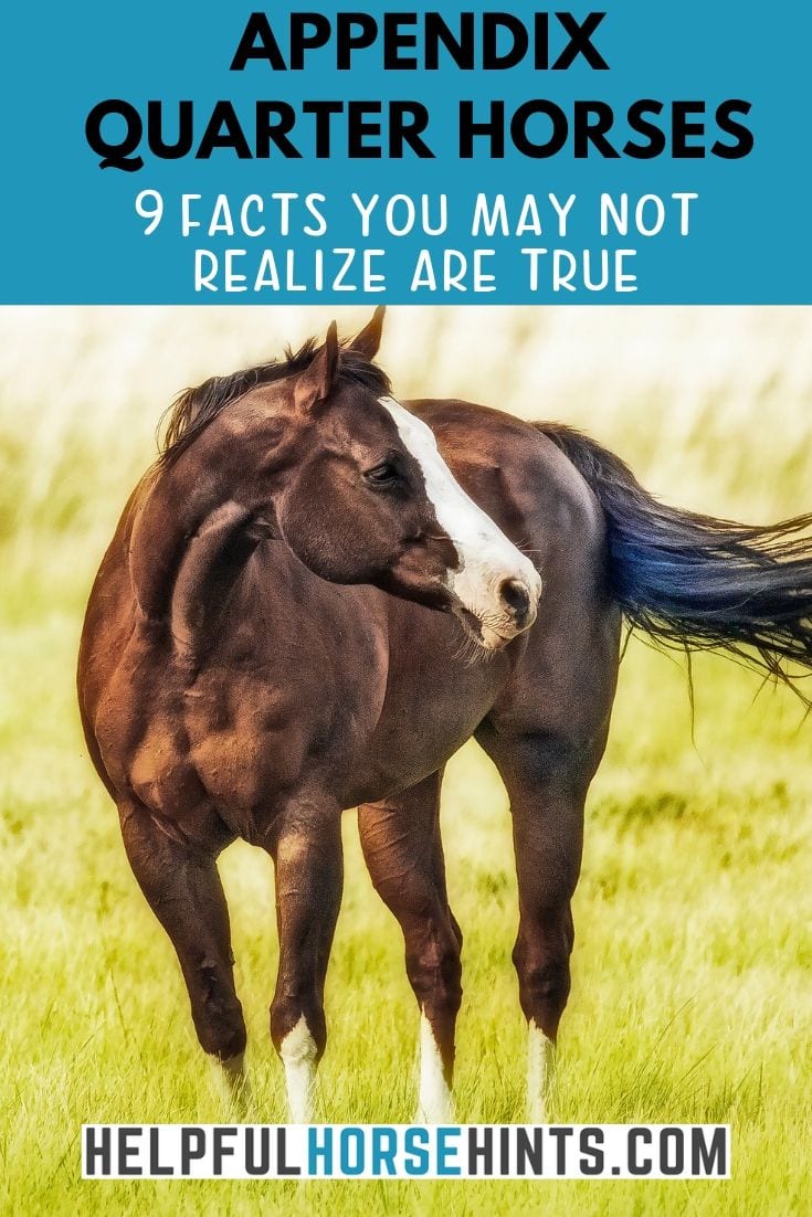 Appendix Quarter Horses 9 Facts You May Not Realize Are True Helpful