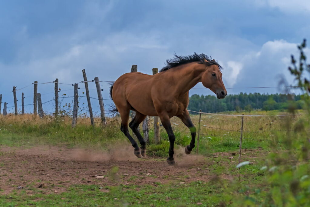 Quarter Horse stallion gallops across the pasture
