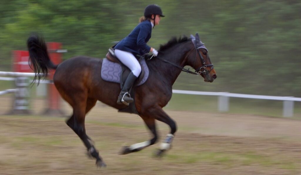 Racing Horse