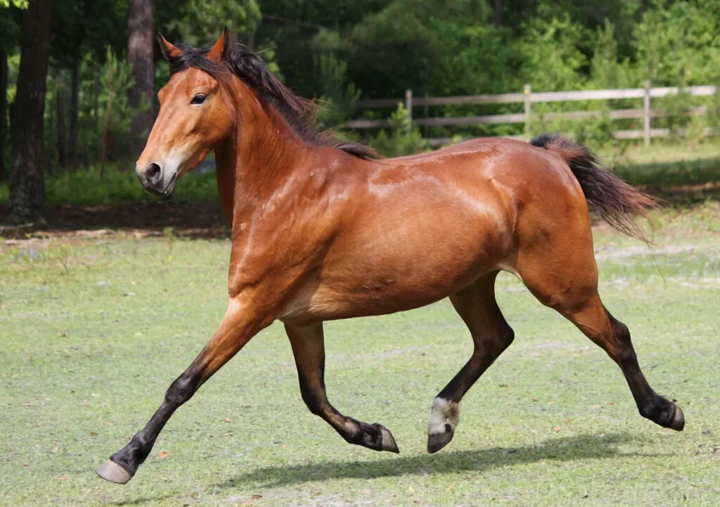 rare british hackney horse galloping on the green grass