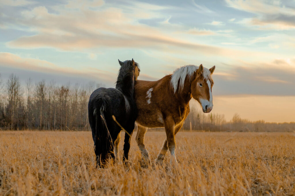 rare canadian horses standing together under a sunset