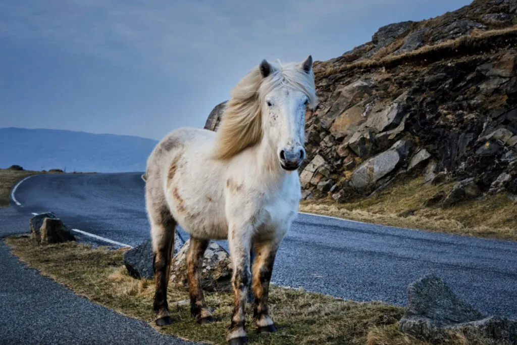rare scottish eriskay pony standing near the highway 