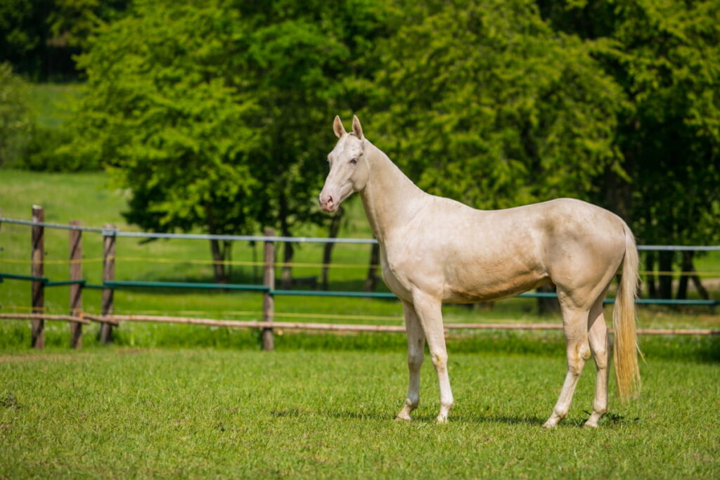 rare ancient akhal-teke horse standing in front of colored fence