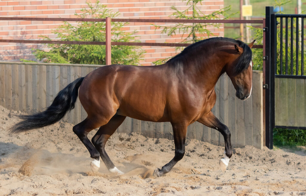 rare black and brown cleveland bay horse running on a dirt road