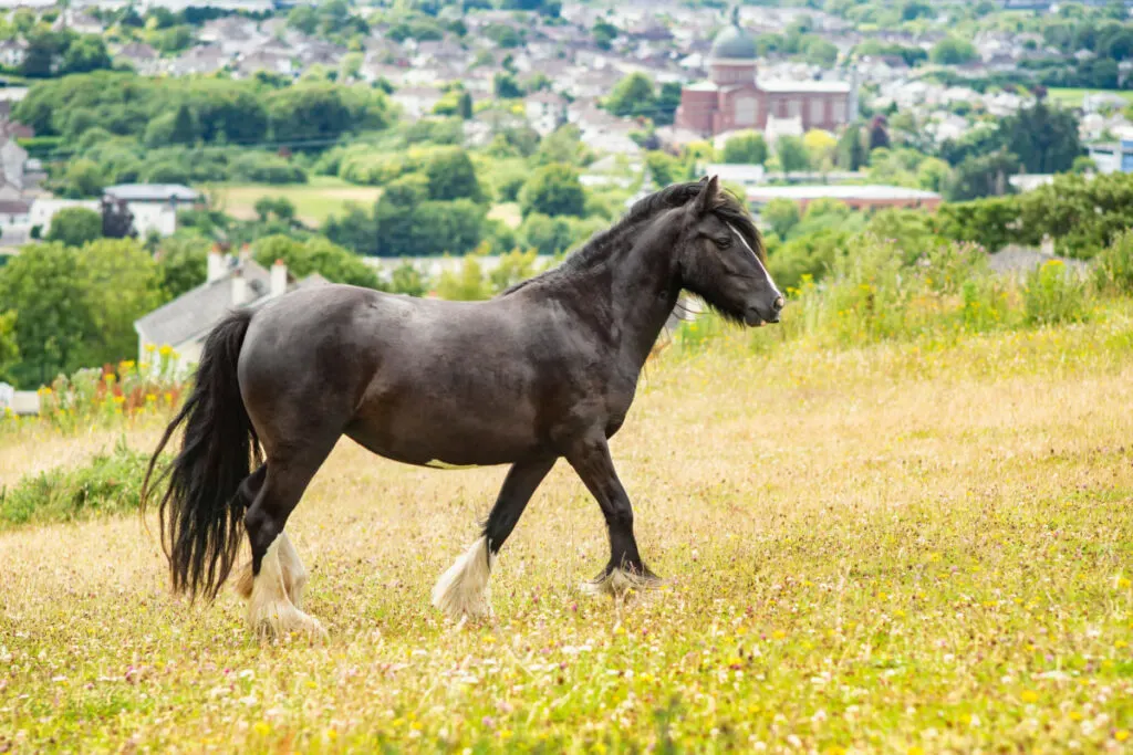 rare black dales pony strolling on the top of the hill