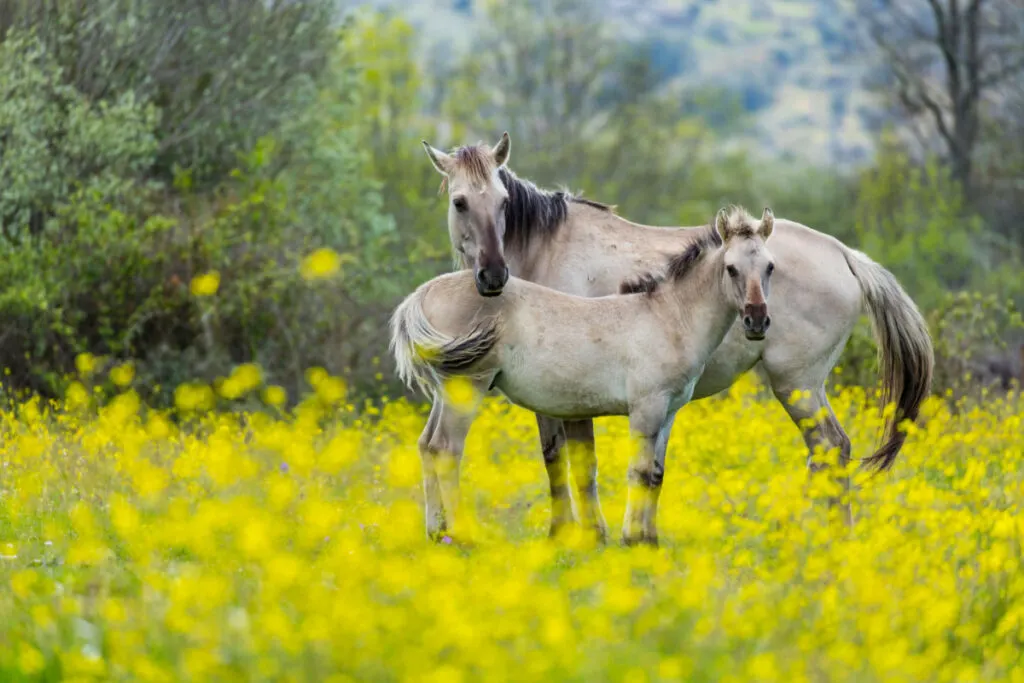 rare breed sorraia horses standing on the yellow flowers