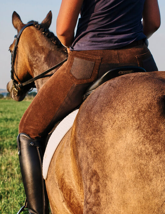 Rear view of woman riding bay horse in field