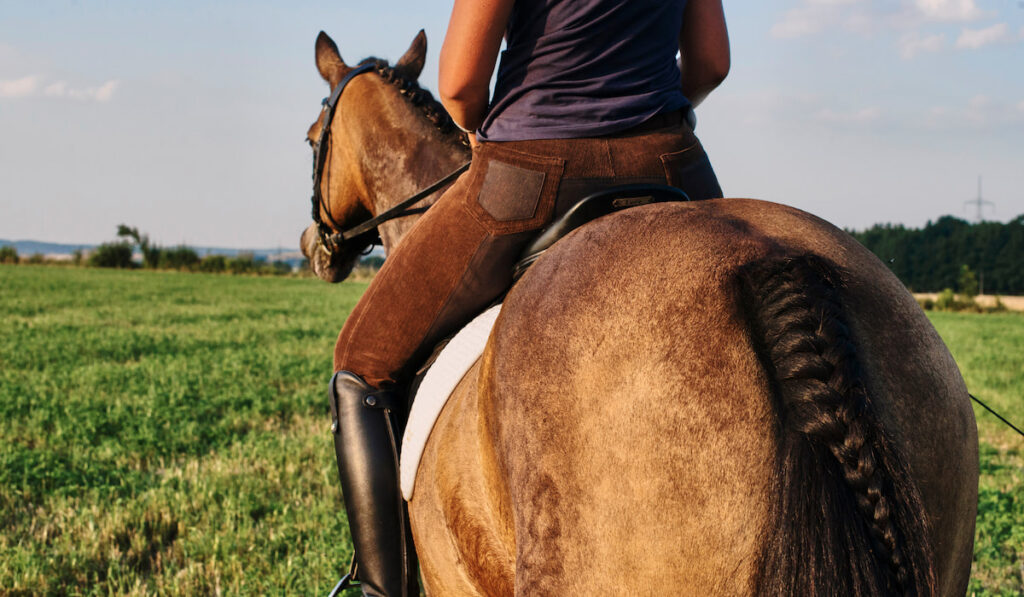 Rear view of woman riding bay horse in field 