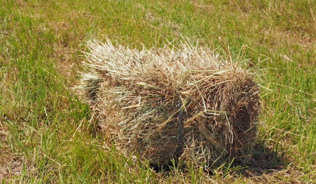 Rectangular bales of bromegrass hay on the field