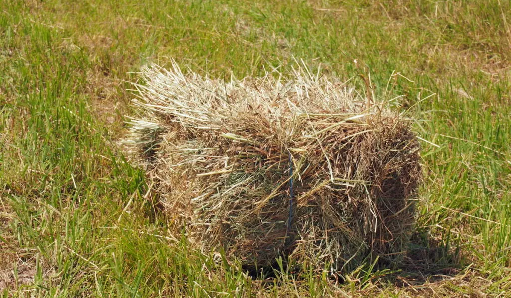 15 Types of Horse Hay - Helpful Horse Hints