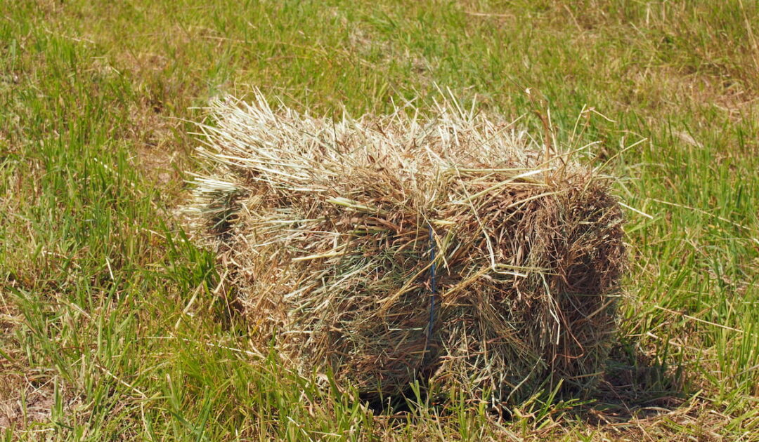 15 Types of Horse Hay Helpful Horse Hints