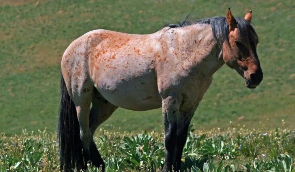 Red Dun Roan Horse