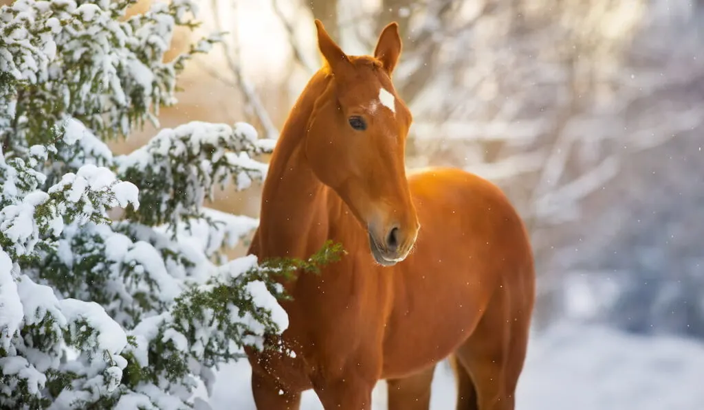 Red Horse in winter snow wood at sunset light