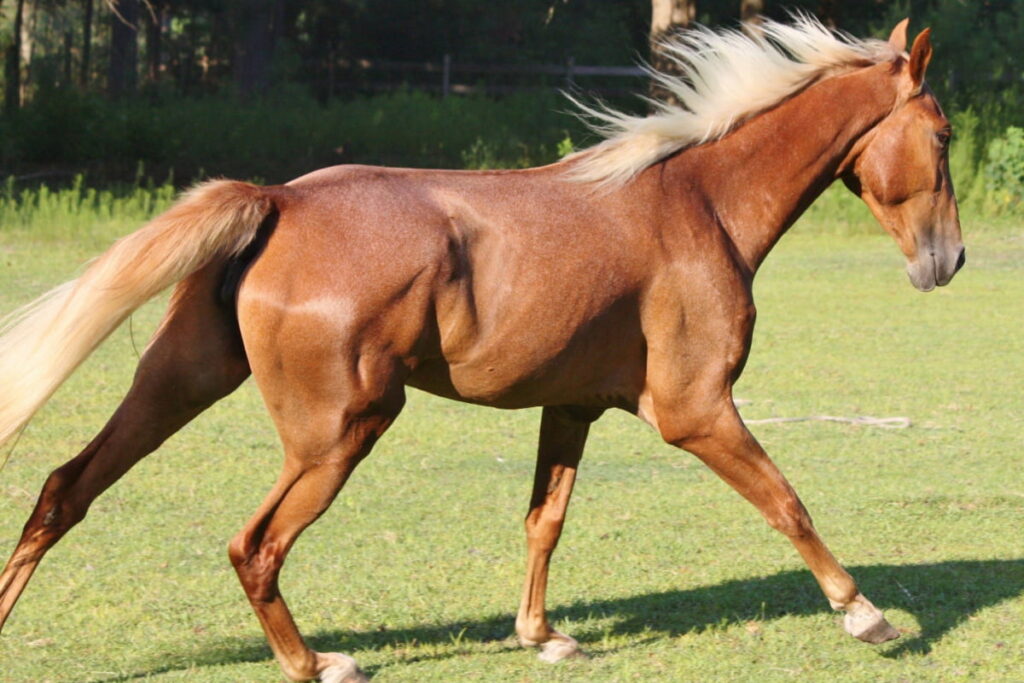 Red Tennessee Walking Horse wandering on the green field