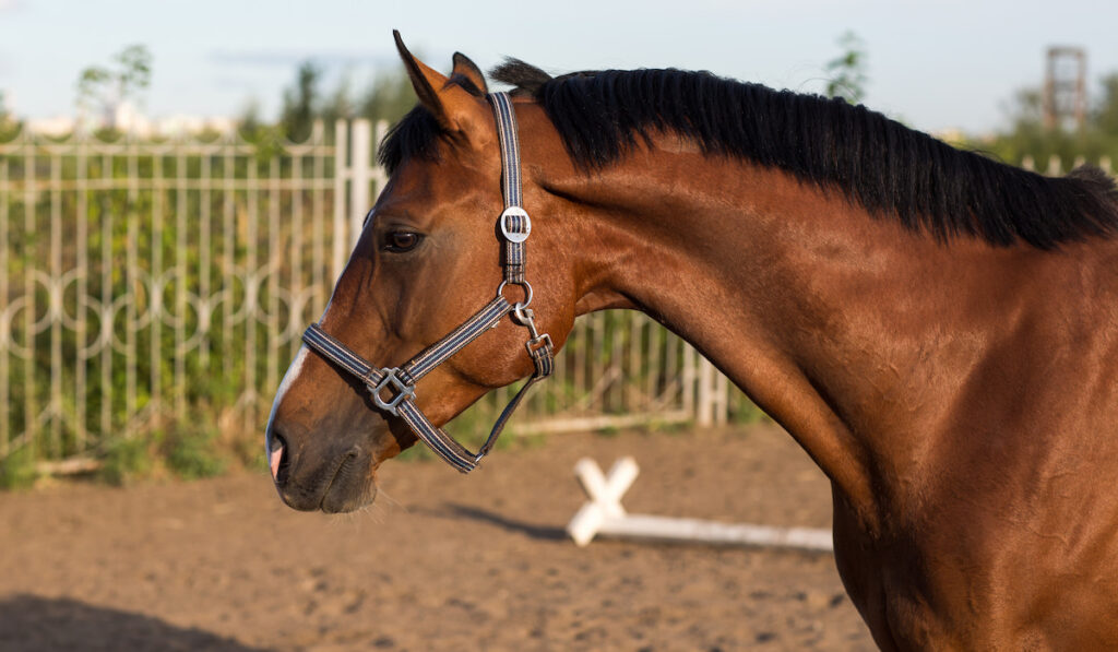 Red brown Hanoverian horse with white strip line and black mane in the yard
