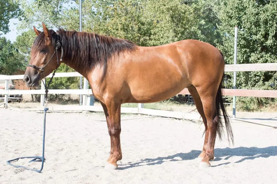 Red Dun BLM Mustang Mare in paddock on the farm