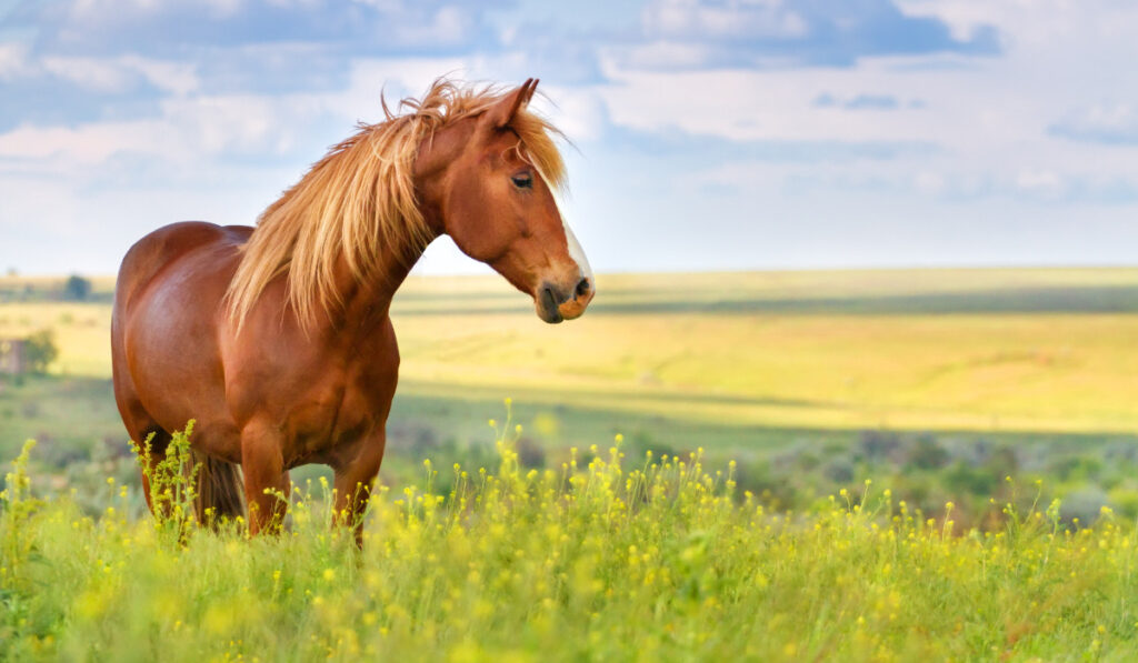 Red horse with long mane in flower field against sky
