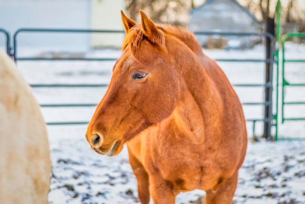 Red roan horse standing outdoors with snow
