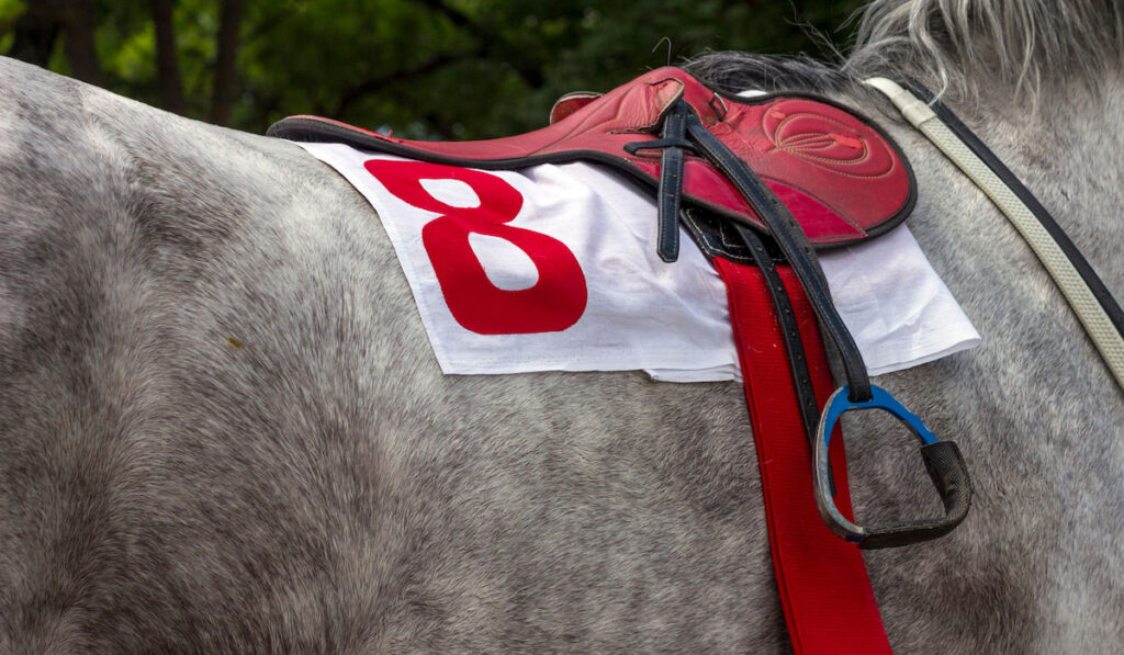 Red saddle with number 8 on a grey horse ready for racing event