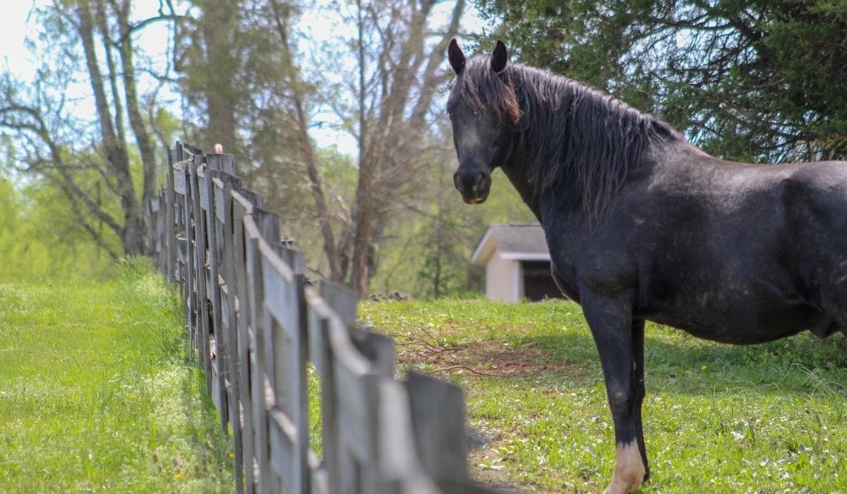 Complete Guide to Retirement Horse Boarding - Helpful Horse Hints