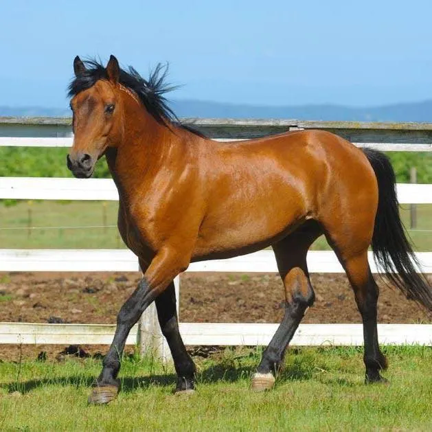 Brown BLM Mustang walking in paddock