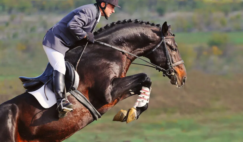 Rider on bay horse in jumping show
