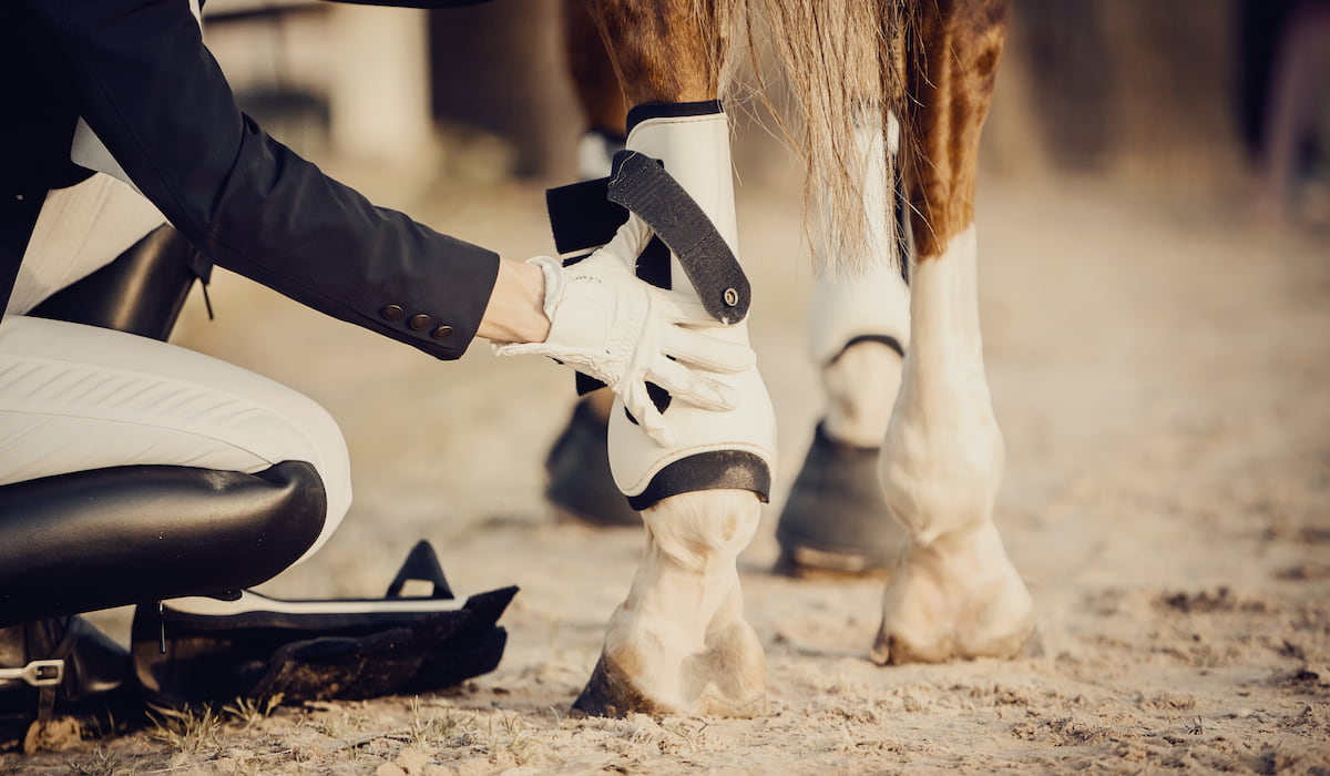 Life After Racing What Happens to Racehorses When They Retire