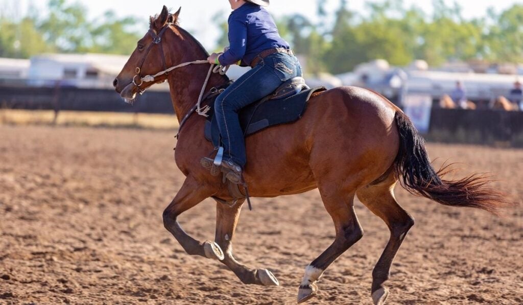 Riding Horse in Western Riding Attire