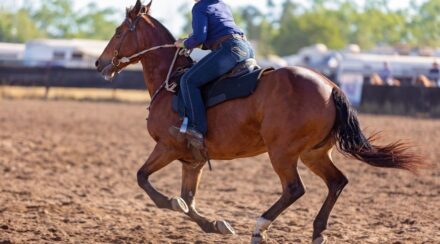 western horseback riding gear