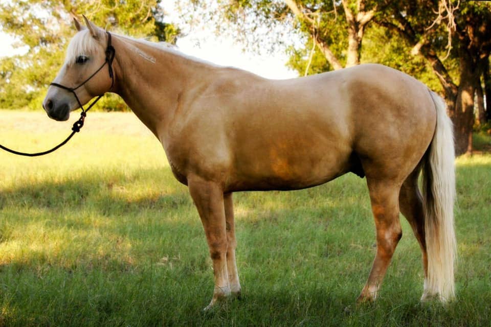 Rio - BLM Mustang Mare resting under tree shade