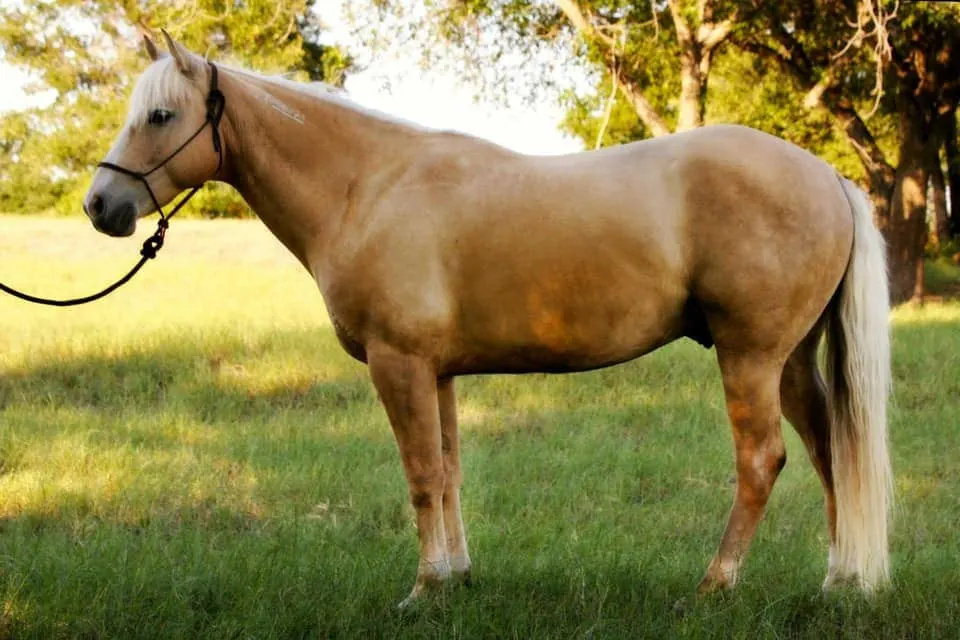 BLM Mustang Mare 