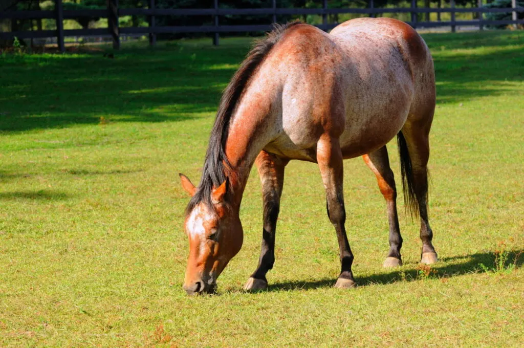 Roan horse grazing on a green field 