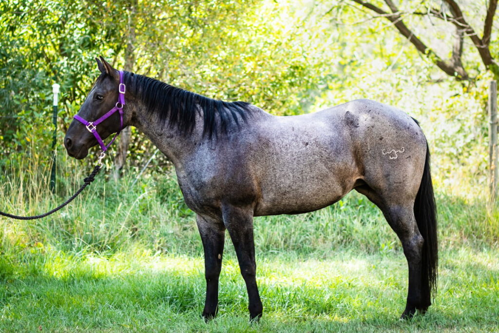 Roan horse tied in the field during summer