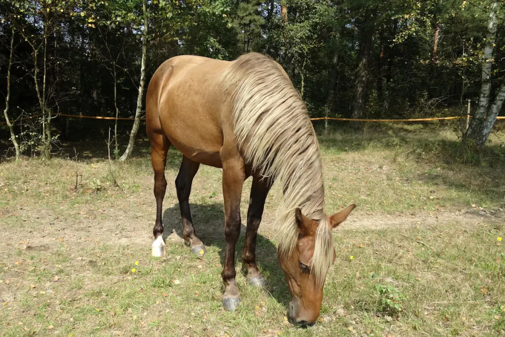 Rocky Mountain Horse silver bay eating grass and trees on the background