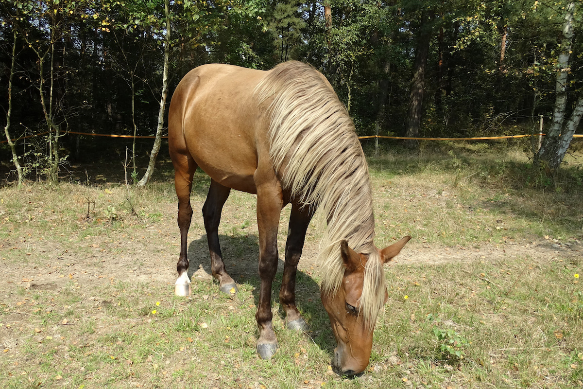 Rocky Mountain Horse Breed Profile Helpful Horse Hints
