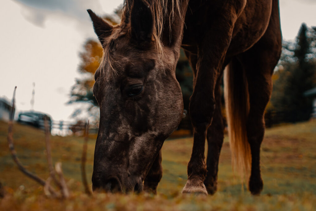 Rocky Mountain pleasure horse eating grass on the farm