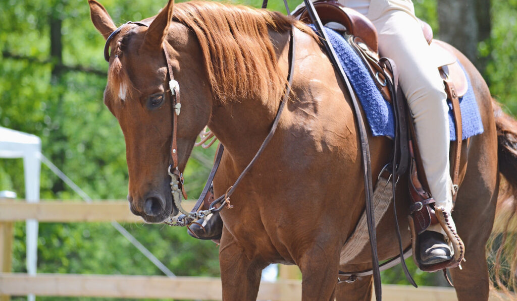 Rodeo horse 