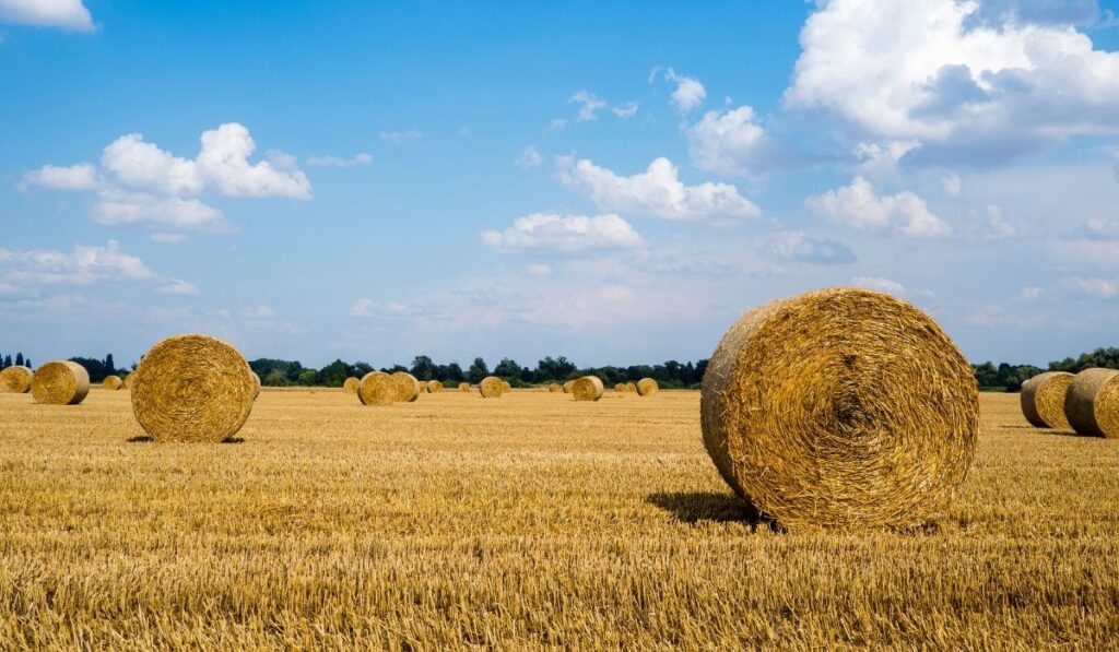 Round Bales of hay in the field