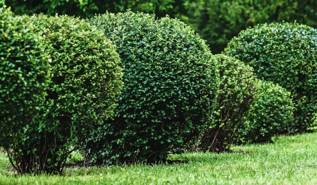 Row of Ball shaped shrubs in city park 