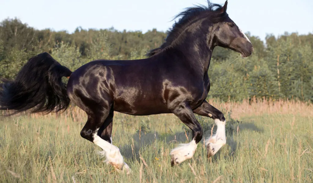 Russian Heavy Draft horse playing on the meadow
