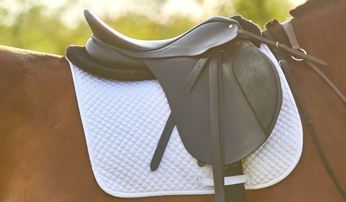 Saddle Pad on a horse on a sunny day