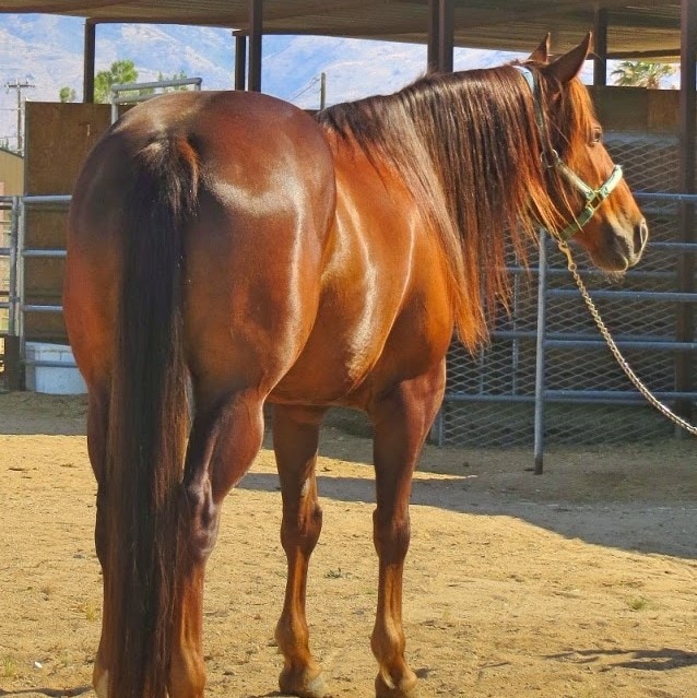 pretty red mare