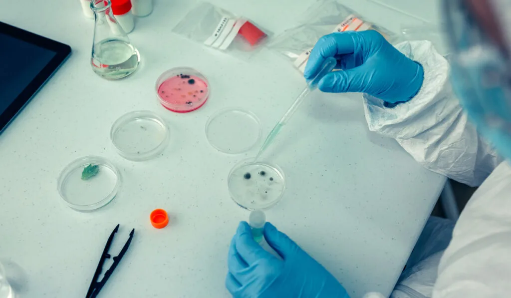 Scientist with a petri dish in the laboratory
