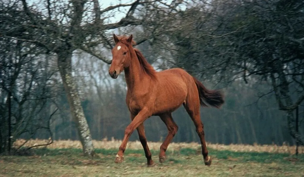 Chestnut Horses