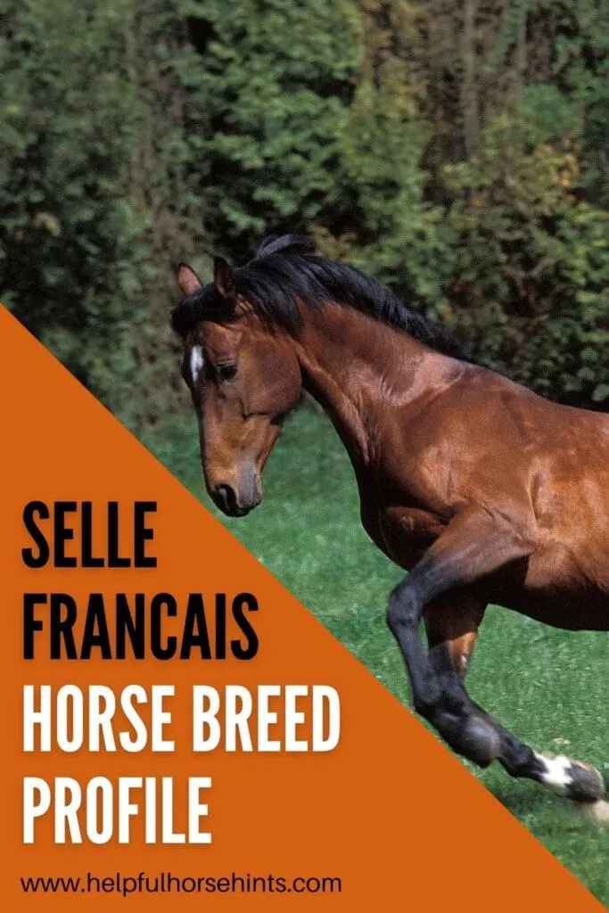 Pinterest pin - Selle Francais Horse