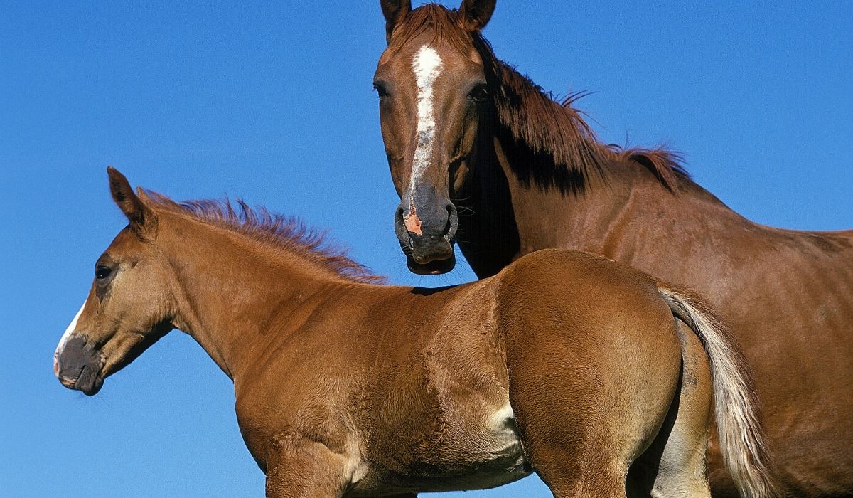 Selle Francais Horses over blue sky background